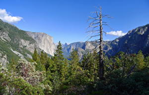 Фотографии Парки США Йосемити Калифорния Природа