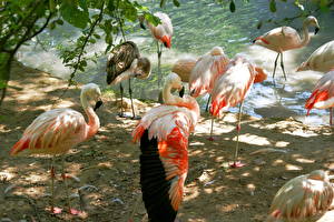 Картинки Птицы Фламинго