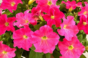 Картинка Петунья Ray Candy Цветы