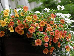 Фотография Петунья цветок