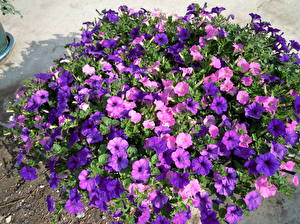 Картинки Петунья цветок