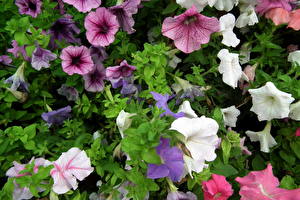 Картинки Петунья цветок