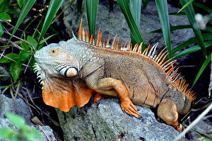 Картинка Рептилии Игуана животное
