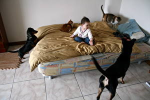 Обои Собака Кровать Такса с собаками и кошками на диване Дети