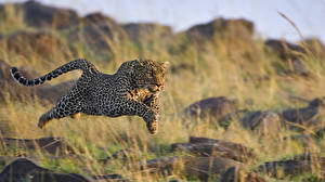 Фотографии Большие кошки Леопарды в прыжке