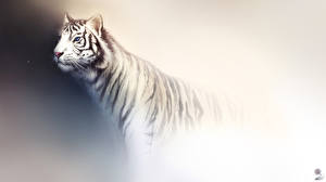 Картинка Большие кошки Рисованные Тигры Животные