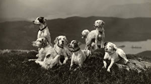 Картинки Собаки Английский сеттер Животные
