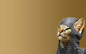 Фотографии кот в кальчуге