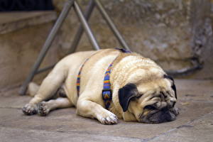 Картинка Собаки Мопса