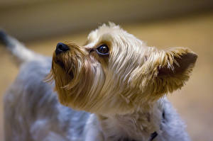 Картинки Собака Йоркширский терьер животное