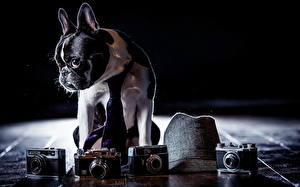 Картинки Собаки Бульдога Фотокамера Животные