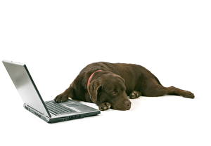 Картинки Собака Кане корсо Ноутбуки Ретривер животное
