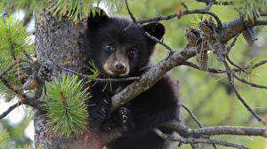 Фото Медведь Бурые Медведи на дереве