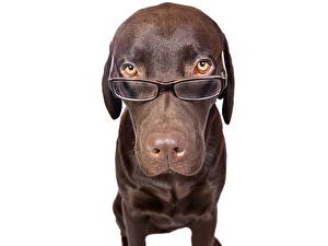 Обои Собаки Ретривер Очки умная в очках животное