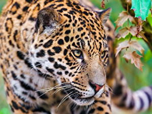 Фотография Большие кошки Ягуары животное