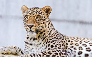 Фотография Большие кошки Леопарды