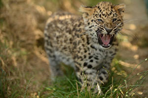 Фотография Большие кошки Детеныши Леопард