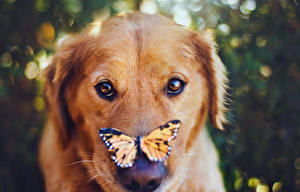 Картинки Собаки Бабочки Ретривера животное