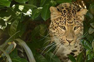 Фотографии Большие кошки Леопард