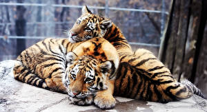 Фото Большие кошки Детеныши Тигр животное