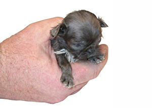 Фотографии Собака Мопса Щенка щенок в руке