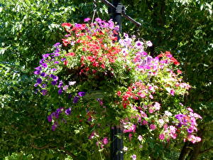 Фотографии Петуния Цветы