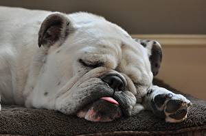 Фотографии Собака Бульдог Спящий спящий бульдог Животные
