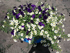 Фотография Петуния цветок