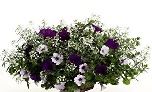 Картинки Петуния цветок