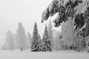 Фотографии Времена года Зимние Лес Снег елки Природа