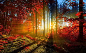 Фотография Времена года Осенние Леса Рассветы и закаты Лучи света Природа