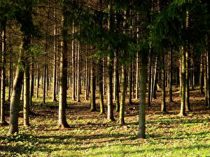 Картинка Парки Леса Вильнюс Литва vingio parkas Природа