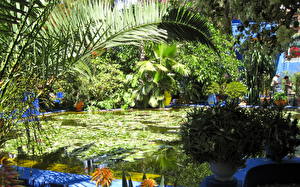 Фотография Сады Пруд Morocco Marrakech Jardin Majorelle Природа