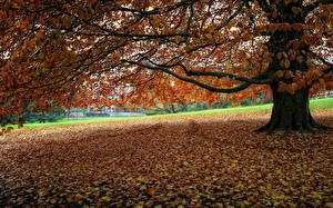 Фотография Сезон года Осенние Бельгия Морланвельз Природа