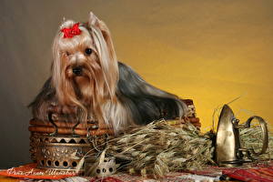 Картинка Собака Йоркширский терьер Животные
