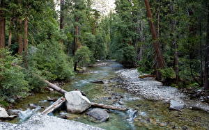 Фото Парк Леса США Калифорнии sequoia Природа