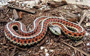 Обои Змея Животные