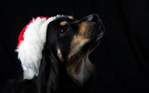 Фотография Собаки Новый год На черном фоне