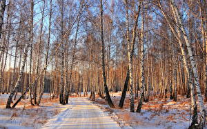 Фото Сезон года Зимние Леса Дороги Снеге Природа