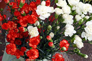 Фотографии Гвоздика