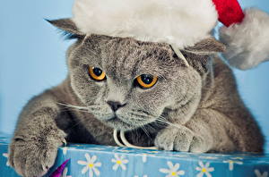 Фото Коты Рождество В шапке хмурый в новогодней шапке животное