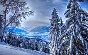 Фотографии Сезон года Зимние Лес Снег Природа