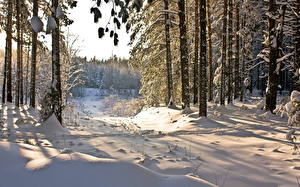 Фотография Сезон года Зима Лес Снегу Природа