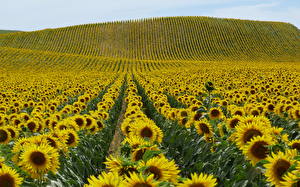 Обои Подсолнечник Поля Цветы
