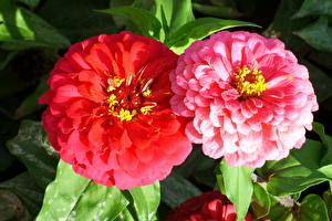 Фотографии Циннии цветок