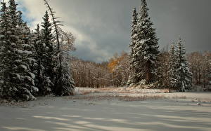 Фото Сезон года Зимние Лес Снегу Дерева Природа