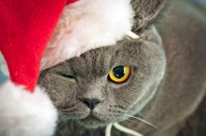 Фотографии Кошки Новый год Шапки животное