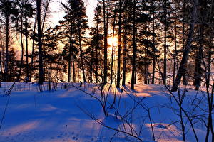Фото Времена года Зима Лучи света Снегу Деревья Природа