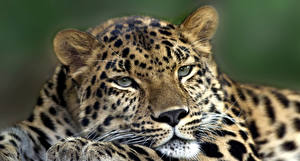 Фото Большие кошки Леопарды