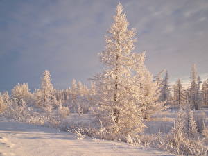 Фотография Времена года Зима Небо Снег Деревьев Природа